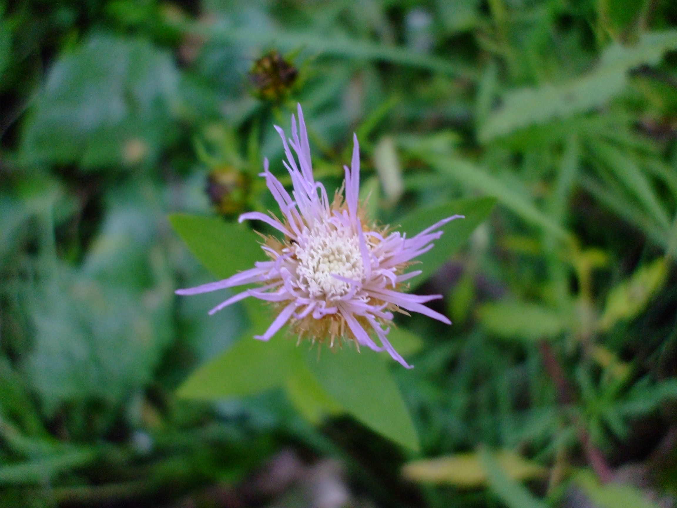 Centaurea americana